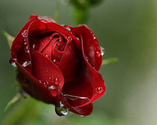 4K Rose Wallpapers - Top Free 4K Rose Backgrounds - WallpaperAccess