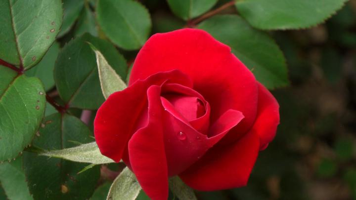 4K Ultra HD Rose Wallpapers - Top Free 4K Ultra HD Rose Backgrounds 