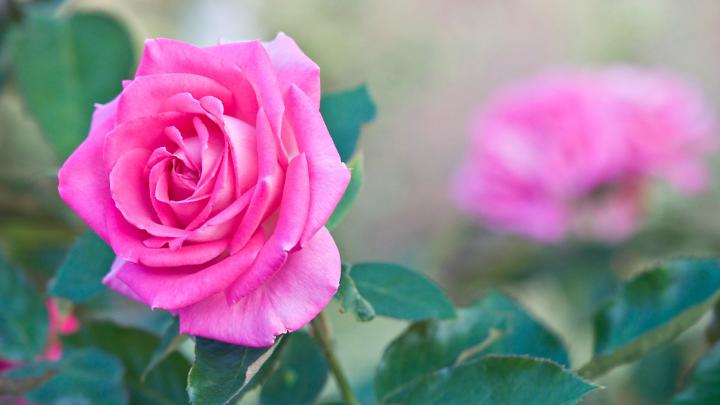 4K Rose Wallpapers - Top Free 4K Rose Backgrounds - WallpaperAccess