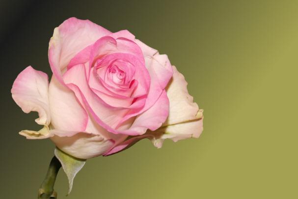 Light Pink Rose Wallpaper 4K Background | HD Wallpaper Background