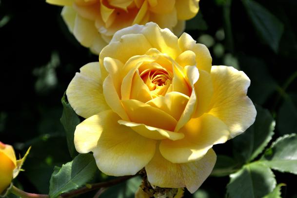Yellow Rose 4K Wallpaper | HD Wallpaper Background