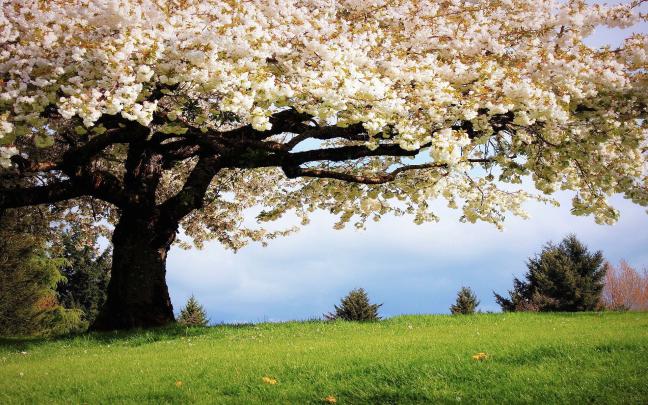 Early Spring 4k Wallpapers