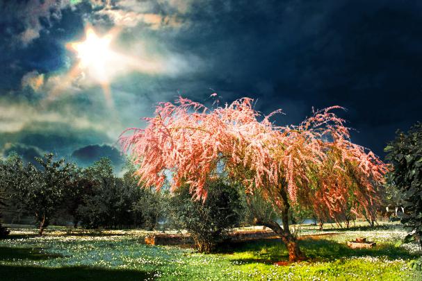 Trees under the sunlight 4k Ultra HD Wallpaper | Background Image 