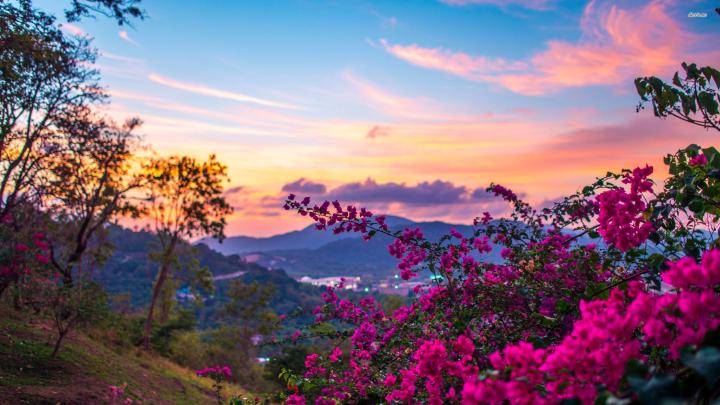 [45+] 4K Nature Wallpaper Spring Japan 