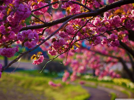 Spring HD Wallpapers