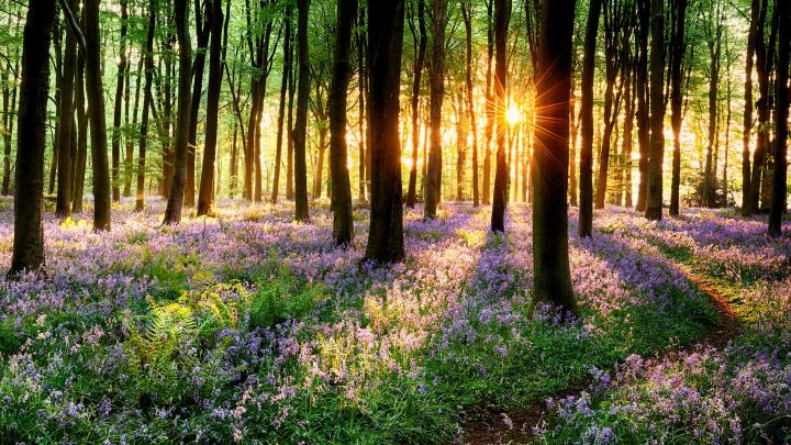 Pin by Dorothy Jacques on Desktop Wallpapers | Spring forest, Bluebells 