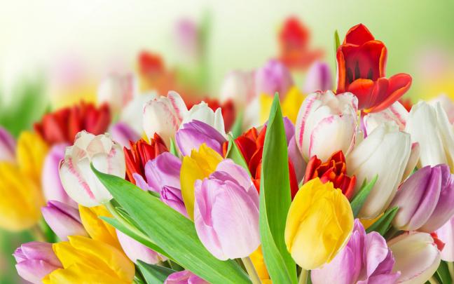 4K Spring Wallpapers High Quality | Download Free