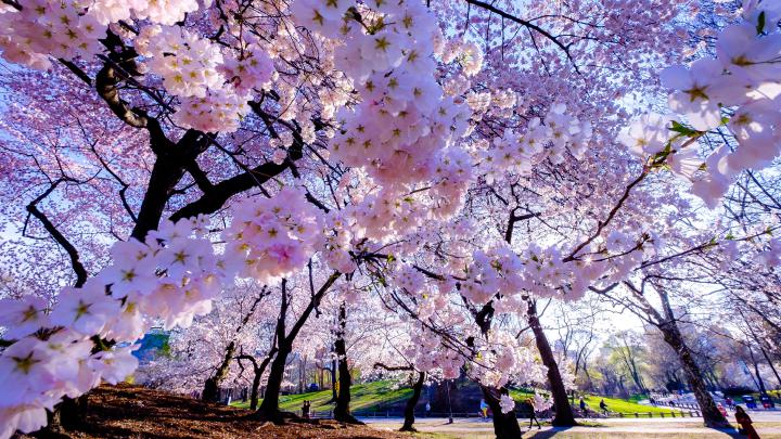 4K Springtime Wallpapers High Quality | Download Free