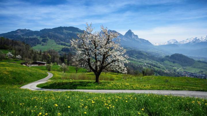 Blooming tree wallpaper - backiee
