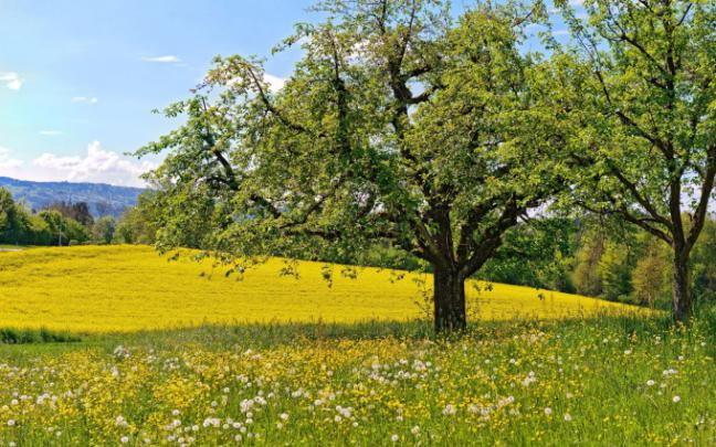 hd spring wallpaper - HD Desktop Wallpapers