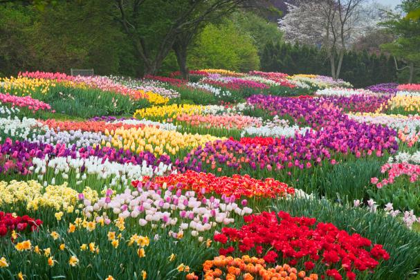 Tulips in the Park HD Wallpaper | Background Image | 3000x2000 | 