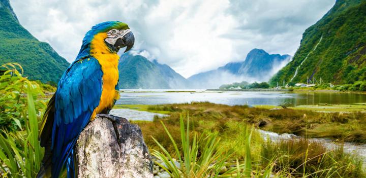 Parrot 4K Wallpaper : Amazon.ca: Apps for Android