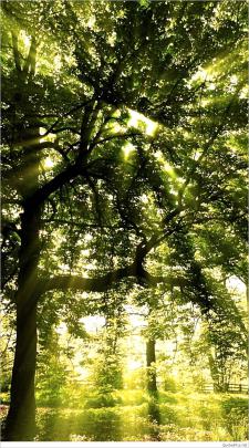 4k Wallpaper Nature For Mobile | Nature iphone wallpaper, Nature 