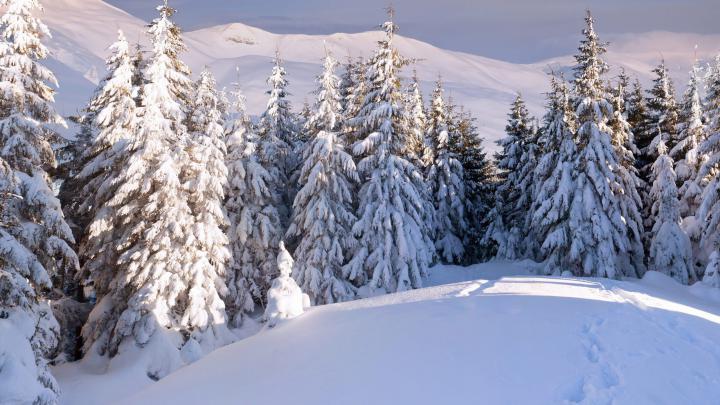 Trees in Winter Wallpaper 4K | HD Wallpaper Background