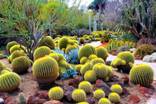 Cactus Desktop Wallpaper