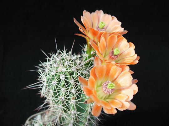 Cactus Wallpapers