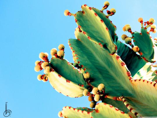 Cactus Wallpapers - Top Free Cactus Backgrounds - WallpaperAccess