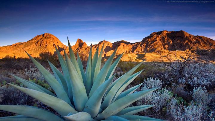 Cactus Wallpapers