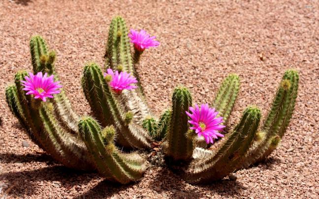 Cactus Desktop Background