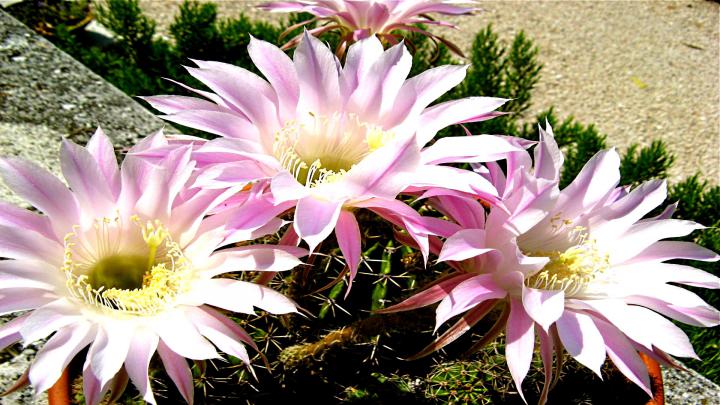 Cactus Wallpapers, Pictures, Images