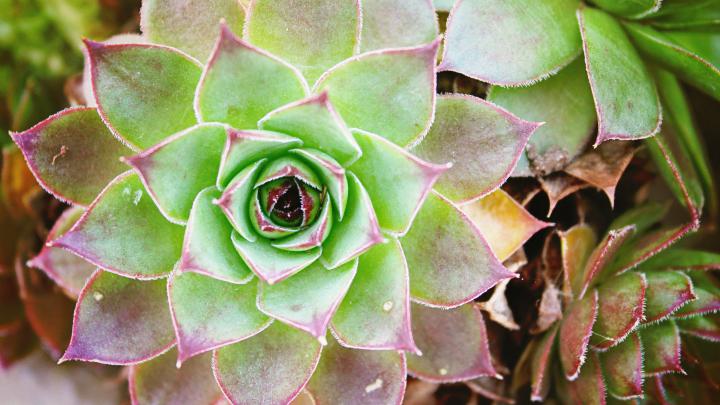 Cactus Wallpapers - Top Free Cactus Backgrounds - WallpaperAccess