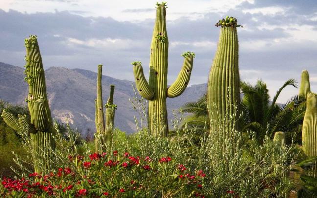 4K Cactus Wallpapers High Quality | Download Free