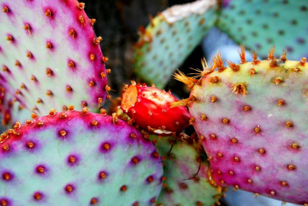 Cactus Wallpapers, Pictures, Images