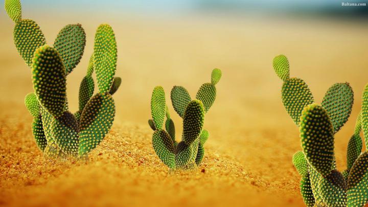 Cactus Desktop Wallpapers - Top Free Cactus Desktop Backgrounds 