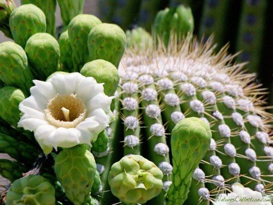 Cactus Wallpapers