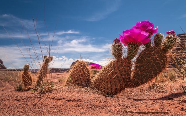 Cactus HD Wallpaper | Background Image | 2560x1600