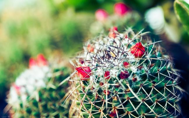 Cactus HD Wallpaper