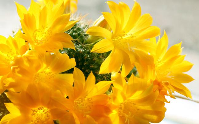 Cactus Wallpapers, Pictures, Images