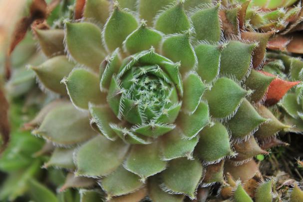 Cactus Wallpapers, Pictures, Images