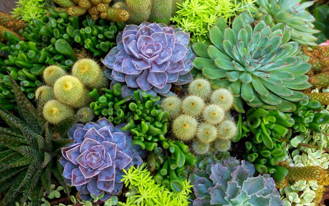 Cactus HD Wallpaper | Background Image | 2560x1600 | 596430 