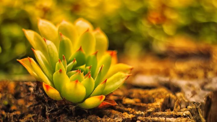 Cactus HD Wallpaper