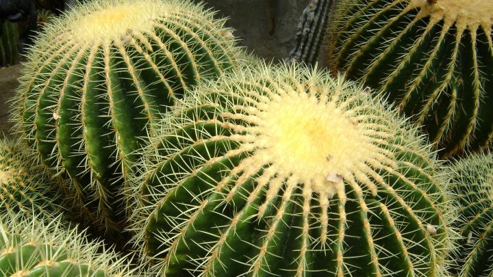 Cactus HD Wallpaper