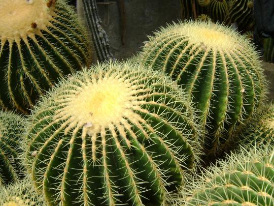 Cactus Wallpapers