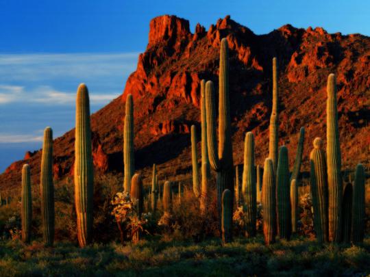 Cactus Wallpapers