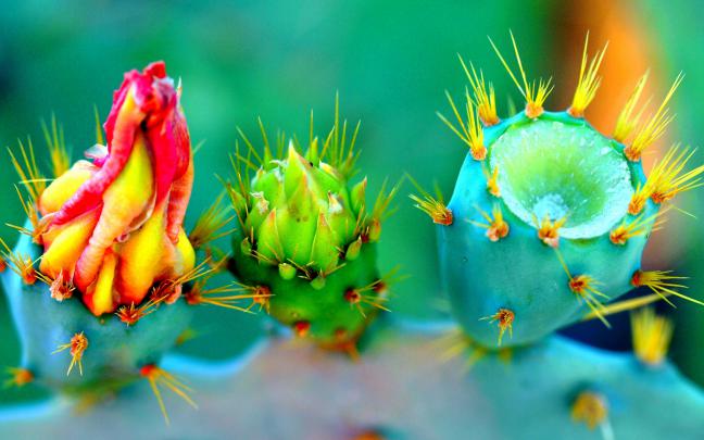 Cactus Flowers HD Wallpapers