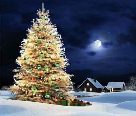 Outdoor Christmas Tree Wallpaper and Background Image | 1836x1569