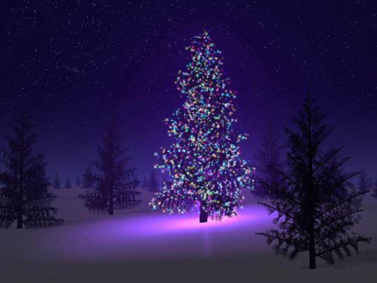 wallpaper: Christmas Trees Wallpapers