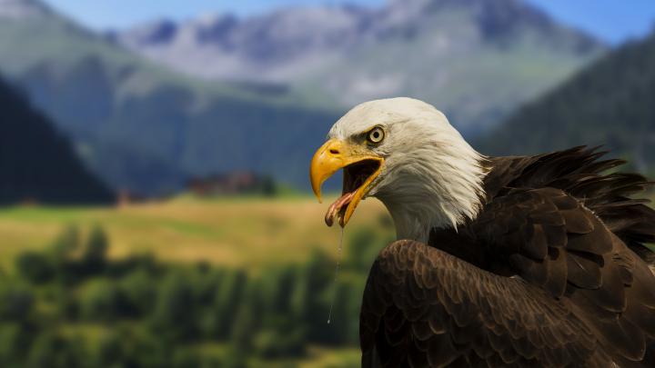 [47+] Awesome 4K Wallpapers 