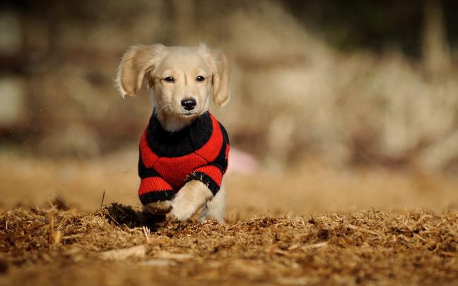 Cute HD Wallpapers for Desktop (73+ images)