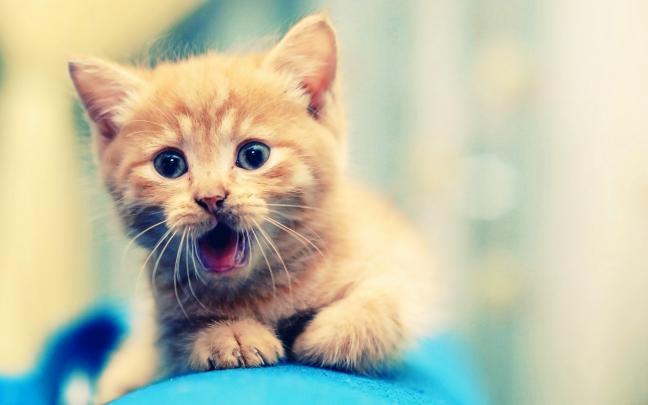 Cute HD Wallpapers for Desktop (73+ images)