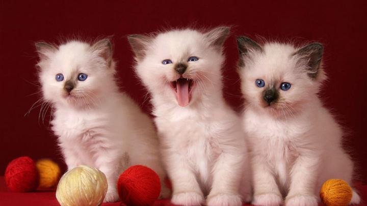 3 Cute Kittens HD desktop wallpaper : Widescreen : High Definition 