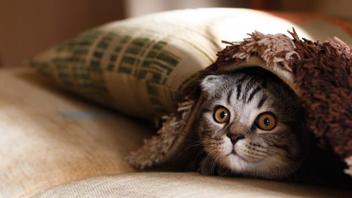 Cute Kitten Face 4K Wallpaper | HD Wallpapers