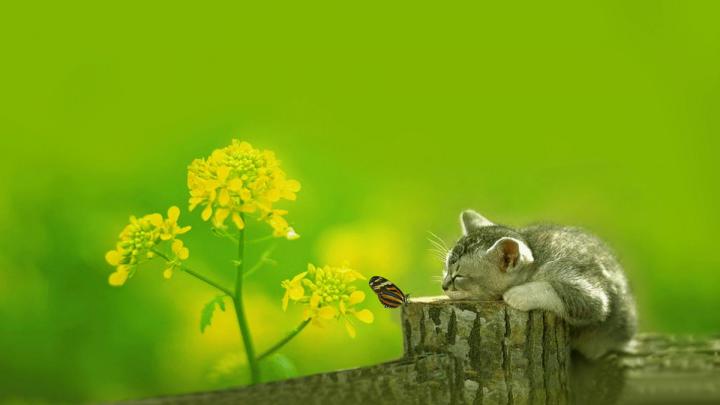 Best Cute Wallpapers HD