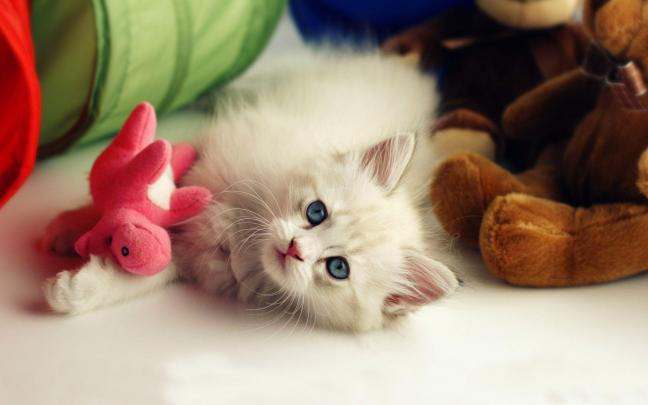 Cute Wallpapers HD