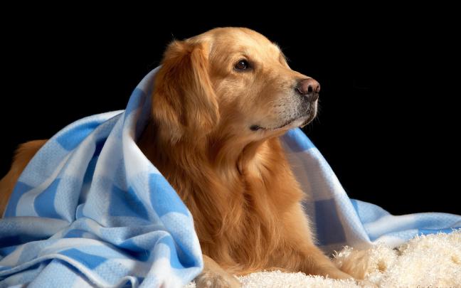 cute golden retriever - HD Desktop Wallpapers