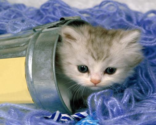 free kitten wallpaper - HD Desktop Wallpapers